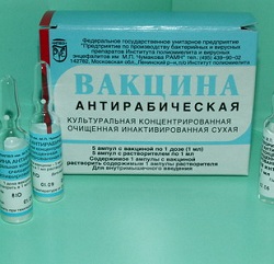 Форма выпуска Антирабической вакцины – лиофилизат для приготовления раствора для инъекций