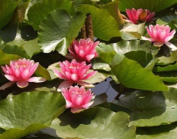 lotos orehonosnyj